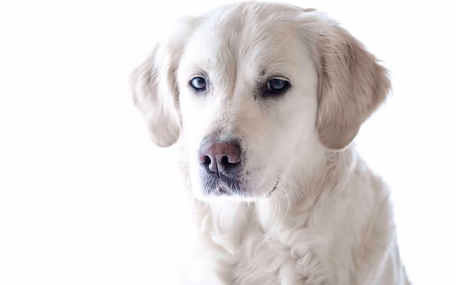 HD-wallpaper-golden-retriever-puppy-pets-cute-animals-cute-labrador-dogs-labrador