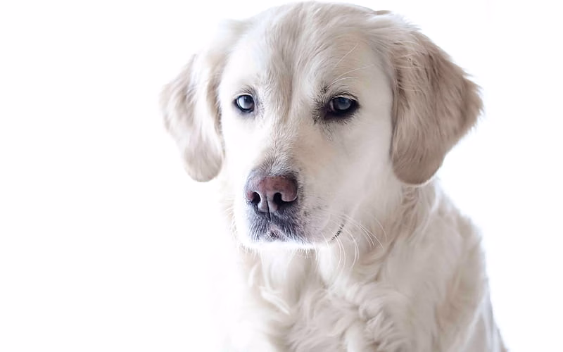 Golder Retriever