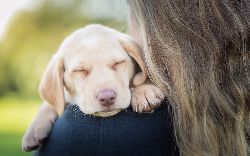 Golder Retriever