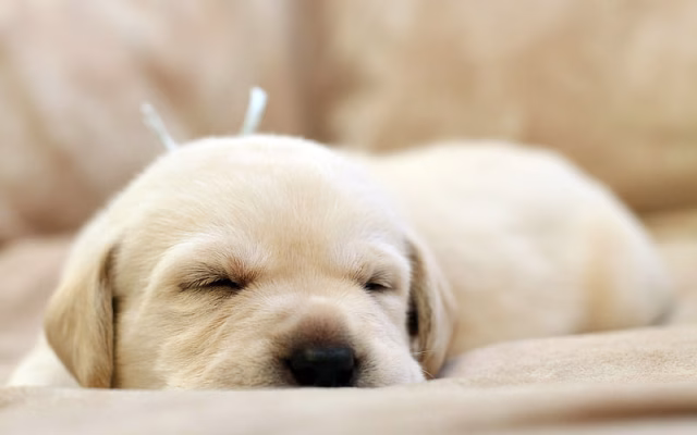 HD-wallpaper-golden-retriever-puppy-sleeping-labrador-pets-cute-animals-dogs-labrador-cute-dog