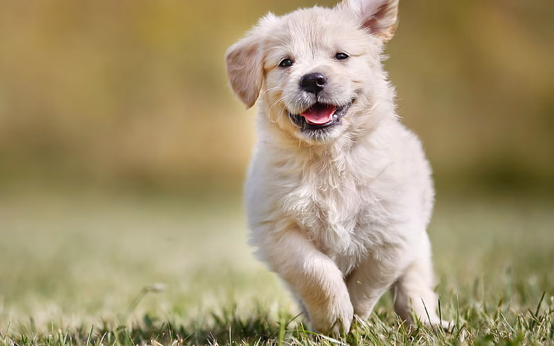 Golder Retriever