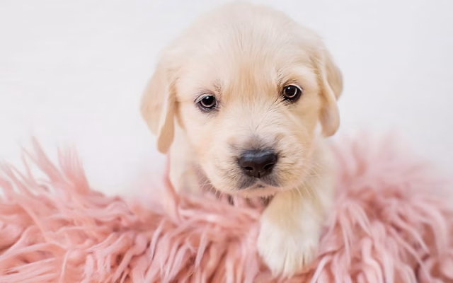 HD-wallpaper-golden-retriever-puppy-small-labrador-cute-puppies-pets-labradors-dogs-retriever
