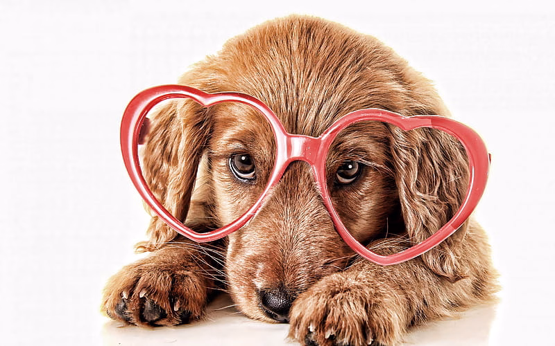 HD-wallpaper-golden-retriever-puppy-with-glasses-close-up-dogs-pets-small-labrador-golden-retriever-dog-puppy-cute-animals