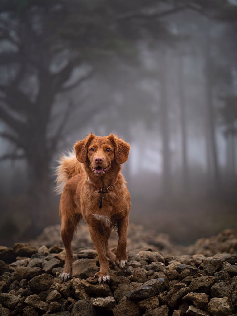 Golder Retriever