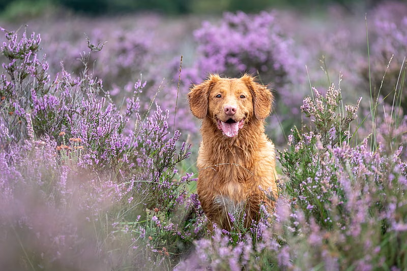 Golder Retriever