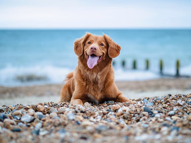 HD-wallpaper-golden-retriever-retriever-dog-protruding-tongue-pebble