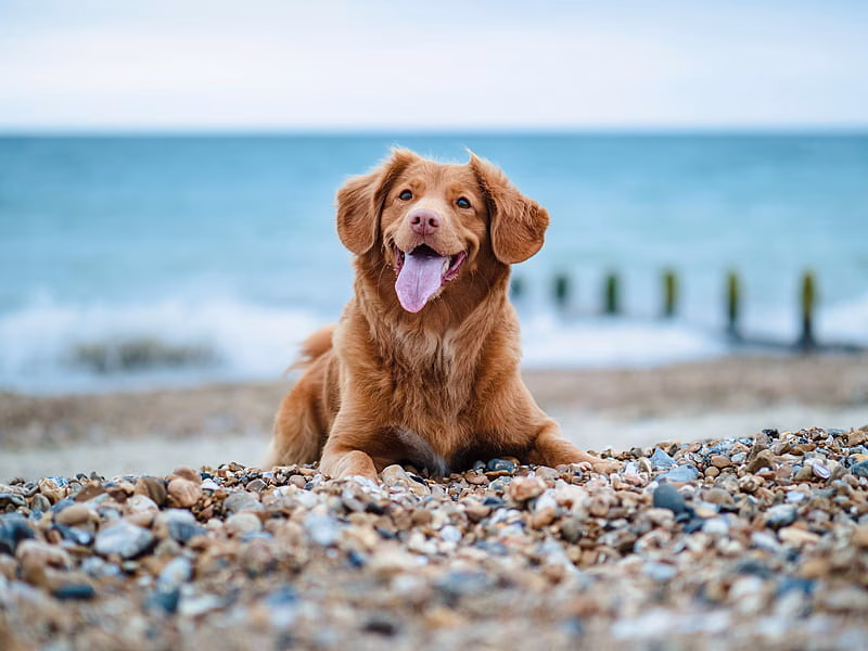 Golder Retriever