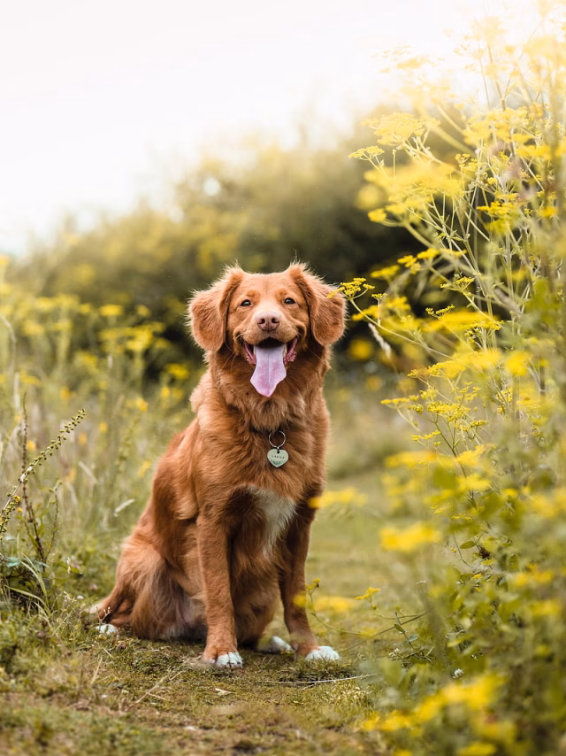 HD-wallpaper-golden-retriever-retriever-dog-protruding-tongue-pet