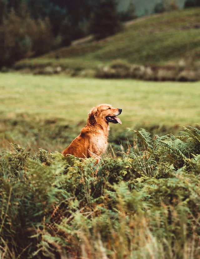 HD-wallpaper-golden-retriever-retriever-dog-protruding-tongue-profile-grass