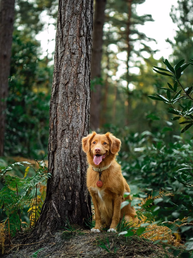 HD-wallpaper-golden-retriever-retriever-dog-protruding-tongue-tree