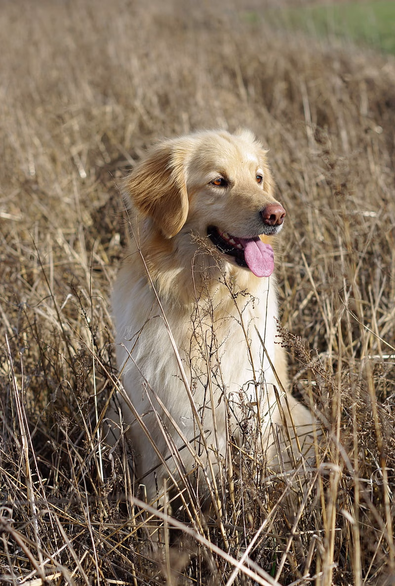 HD-wallpaper-golden-retriever-retriever-dog-protruding-tongue
