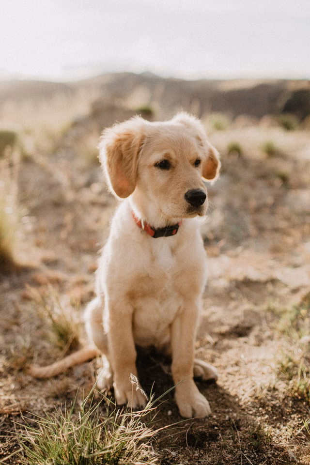 HD-wallpaper-golden-retriever-retriever-dog-puppy
