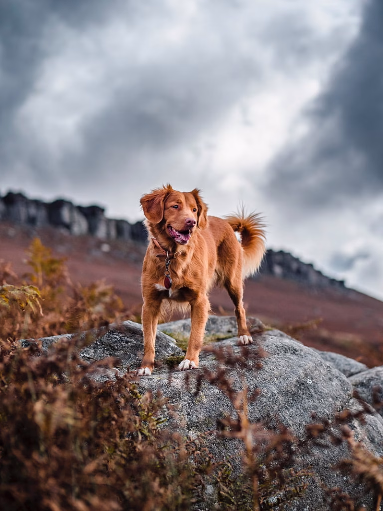 Golder Retriever