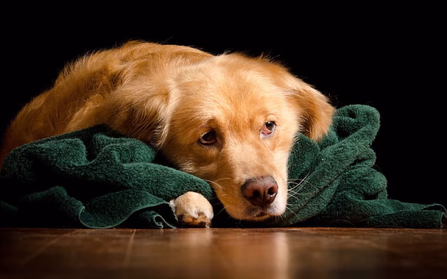 HD-wallpaper-golden-retriever-sad-brown-puppy-cute-animals-brown-labrador-pets-dogs