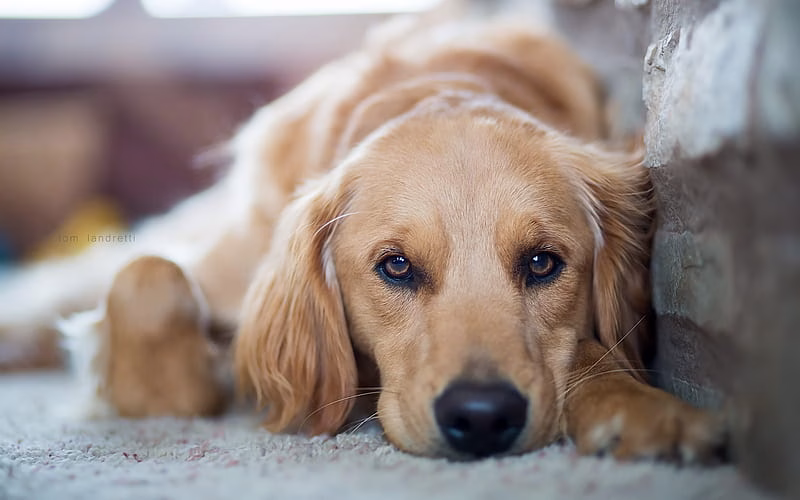HD-wallpaper-golden-retriever-sad-dog-labrador-dogs-close-up-pets-cute-dogs-golden-retriever-dog