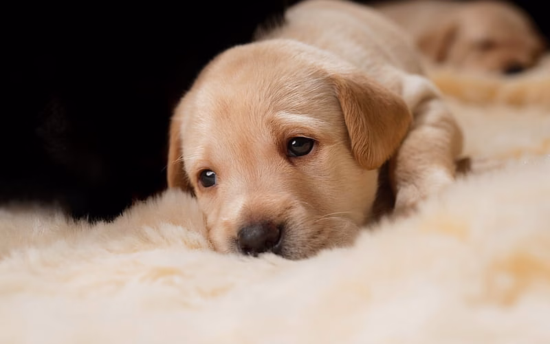HD-wallpaper-golden-retriever-sad-puppy-pets-small-cute-dog-puppy-labrador-dogs