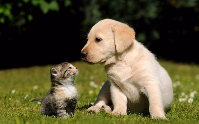 HD-wallpaper-golden-retriever-scottish-fold-kitten-puppy-cats-labrador-cute-dog-pets-cute-animals-dogs-friends-friendship