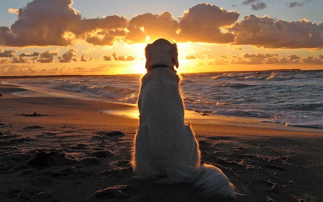 HD-wallpaper-golden-retriever-sea-pets-beach-cute-animals-retriever-dogs-labrador