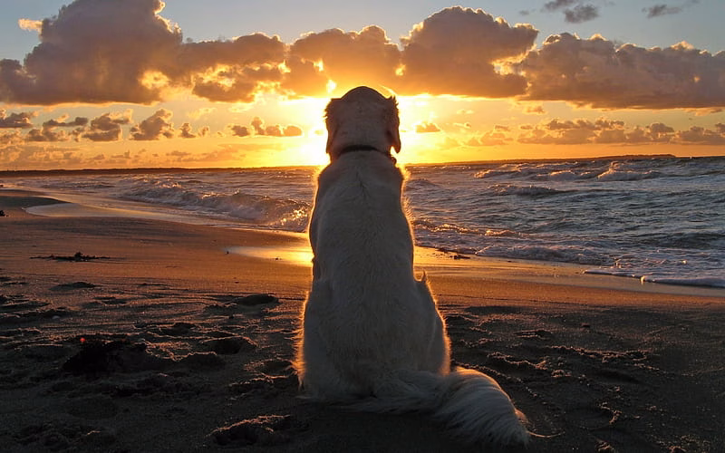 HD-wallpaper-golden-retriever-sea-pets-beach-cute-animals-retriever-dogs-labrador