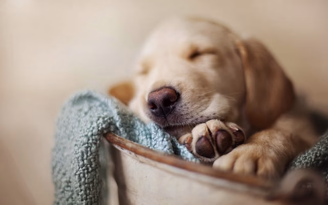 HD-wallpaper-golden-retriever-sleeping-dog-puppy-labrador-dogs-close-up-pets-cute-dogs-golden-retriever-dog