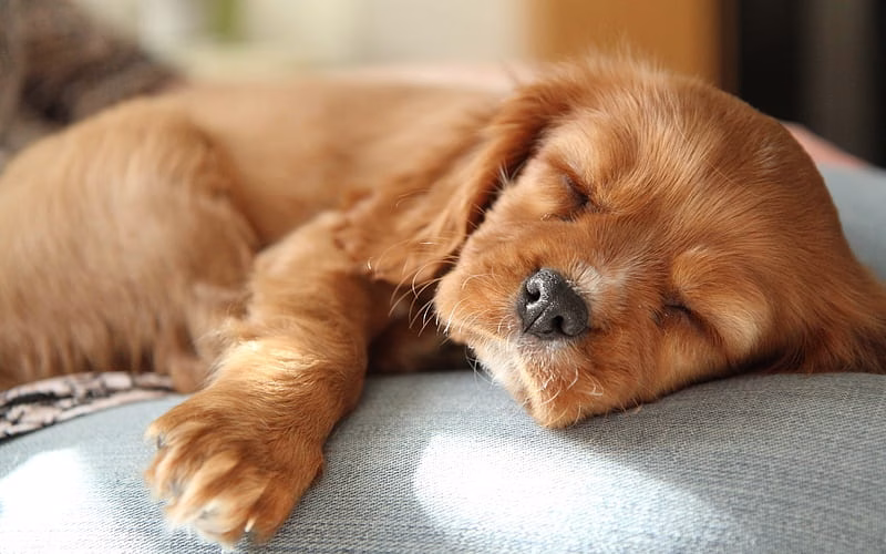 Golder Retriever