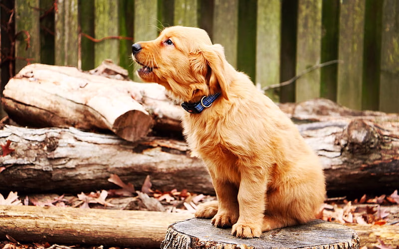 HD-wallpaper-golden-retriever-small-brown-puppy-autumn-cute-little-dogs-pets-puppies-dogs-labrador-retriever