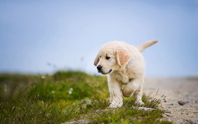 HD-wallpaper-golden-retriever-small-fluffy-puppy-cute-dog-pets-labrador-dog