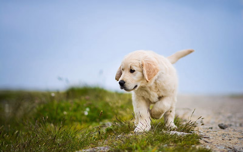 HD-wallpaper-golden-retriever-small-fluffy-puppy-cute-dog-pets-labrador-dog