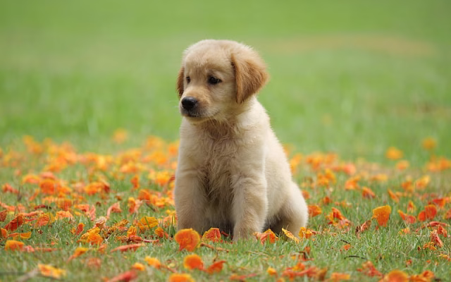 HD-wallpaper-golden-retriever-small-puigist-puppy-green-grass-cute-little-animals-dogs-puppies-dog-breeds