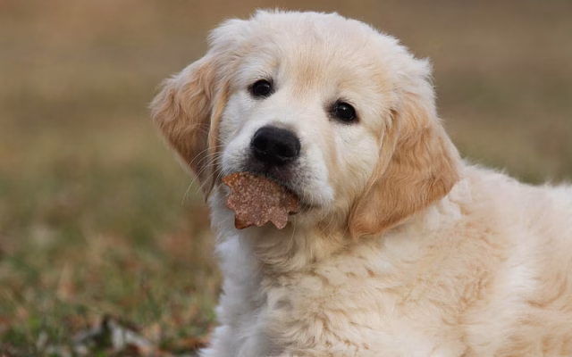 HD-wallpaper-golden-retriever-small-puppy-beige-dog-cute-animals-dogs