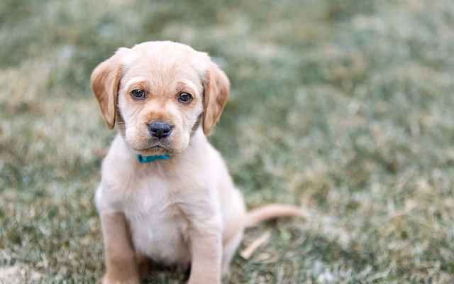 HD-wallpaper-golden-retriever-small-puppy-labrador-retriever-cute-animals-small-dogs