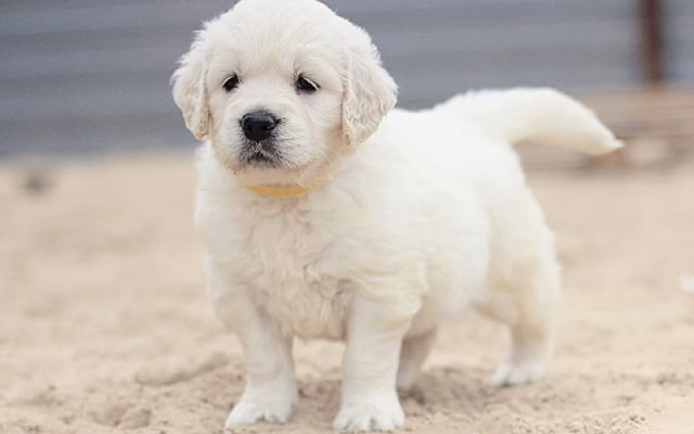 HD-wallpaper-golden-retriever-small-white-puppy-pets-cute-animals-breeds-of-dogs-labrador