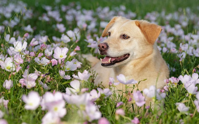 HD-wallpaper-golden-retriever-spring-labrador-flowers-dogs-pets-cute-dogs-golden-retriever-dogs