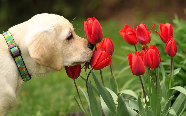 HD-wallpaper-golden-retriever-tulips-labradors-puppy-dogs-pets-cute-dogs-small-labrador-golden-retriever-dogs