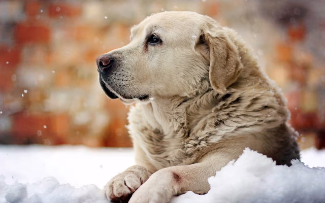 HD-wallpaper-golden-retriever-winter-labradors-snowdrifts-dogs-pets-friendship-cute-dogs-golden-retriever-dog