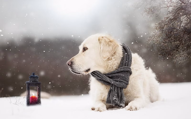 HD-wallpaper-golden-retriever-winter-pets-cute-animals-retriever-dogs-labrador