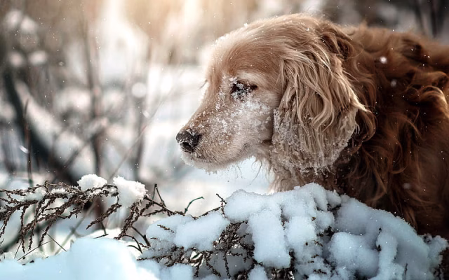 HD-wallpaper-golden-retriever-winter-snow-morning-forest-curly-brown-dogs-pets-dogs-labrador