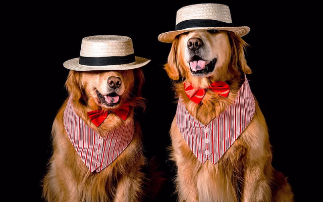 HD-wallpaper-golden-retrievers-dogs-in-hats-funny-animals-dogs-labradors-cute-animals