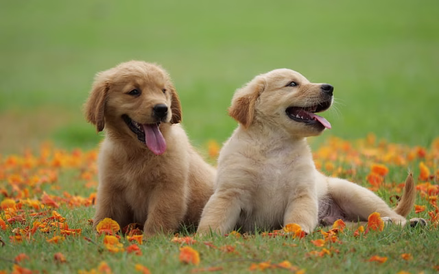 HD-wallpaper-golden-retrievers-little-puppies-green-grass-cute-little-dogs-labradors-pets