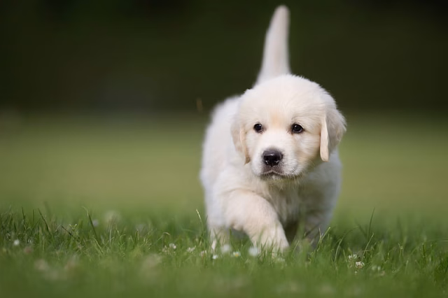 HD-wallpaper-golden-retrievers-pets-puppies-lawn-cute-animals-labrador-dogs