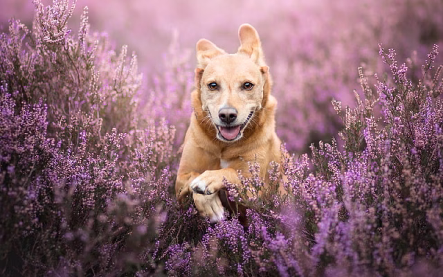 HD-wallpaper-labrador-bokeh-lavender-retriever-pets-running-dog-cute-animals-labradors-golden-retriever
