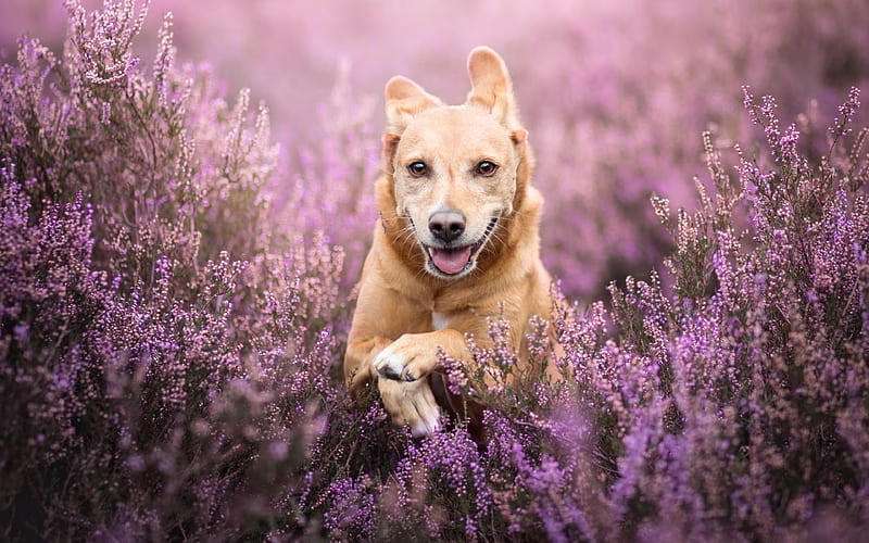 Golder Retriever