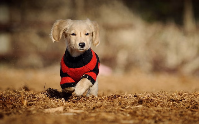 HD-wallpaper-labrador-bokeh-lawn-retriever-small-labrador-puppy-pets-running-dog-cute-animals-labradors-golden-retriever