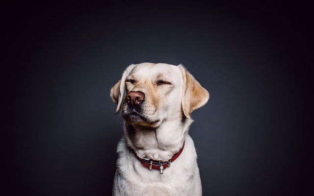 HD-wallpaper-labrador-cute-dog-golden-retriever-cute-animals-dogs