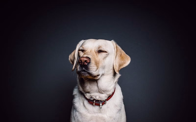 HD-wallpaper-labrador-cute-dog-golden-retriever-cute-animals-dogs