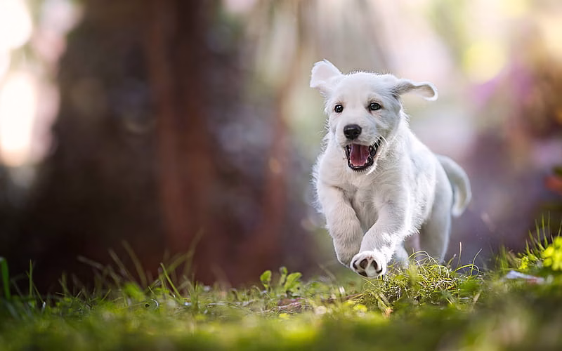 Golder Retriever