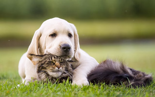 HD-wallpaper-labrador-friendship-puppy-kitten-cute-animals-pets-cats-dogs-golden-retriever