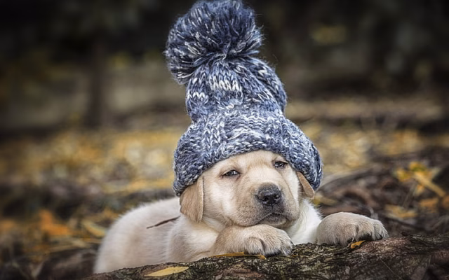 HD-wallpaper-labrador-golden-retriever-puppy-blue-knitted-hat-small-dog