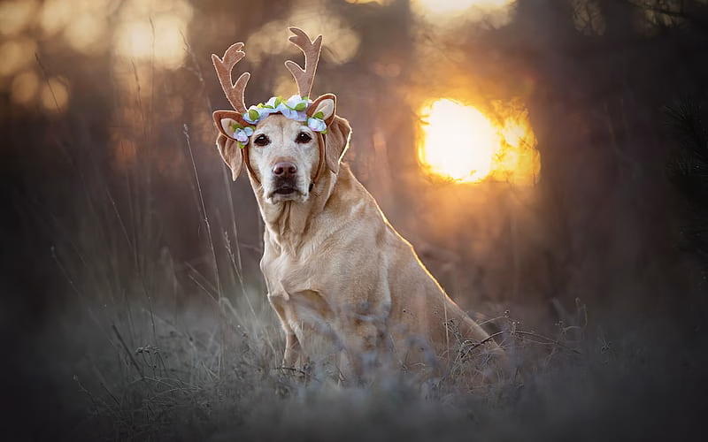 Golder Retriever
