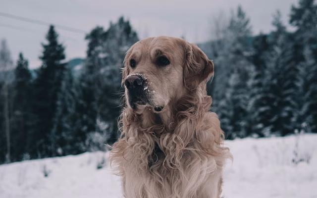HD-wallpaper-labrador-golden-retriever-winter-muzzle-dogs-pets-cute-dogs-golden-retriever-dog